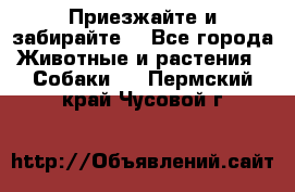 Приезжайте и забирайте. - Все города Животные и растения » Собаки   . Пермский край,Чусовой г.